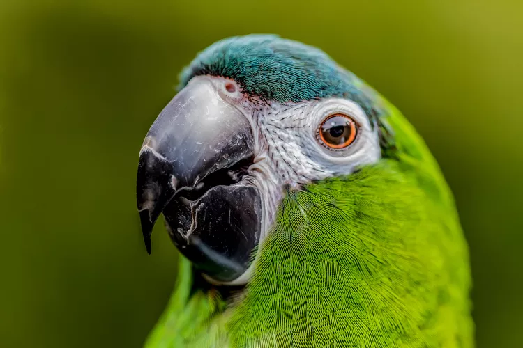 Hahn’s Macaw
